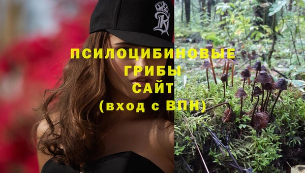 стаф Корсаков